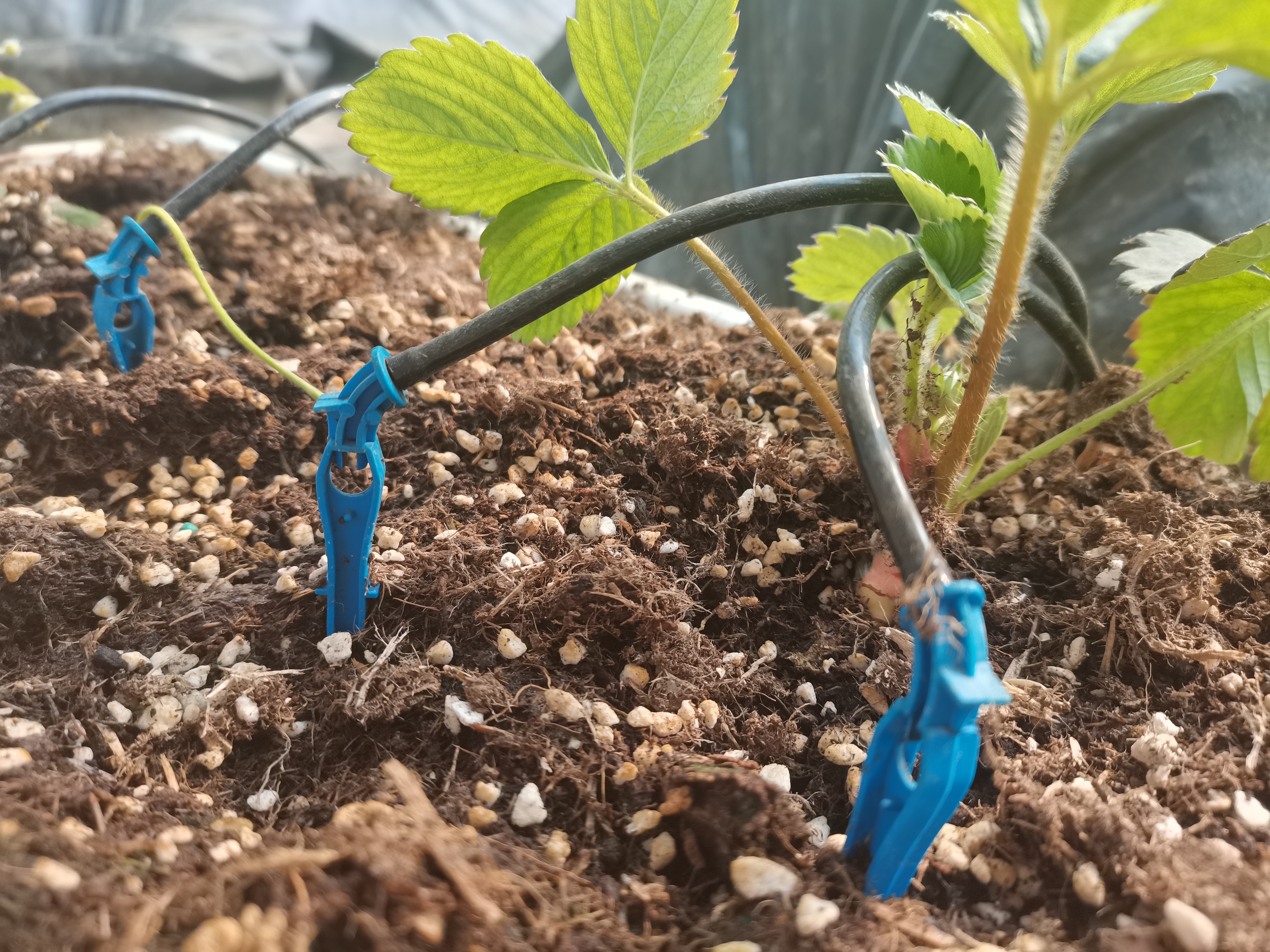 水肥一體化 水肥一體化